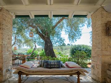 Image of Bougainvillea