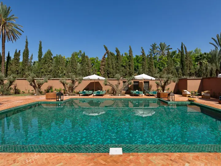 Image of Olive Tree Marrakesh
